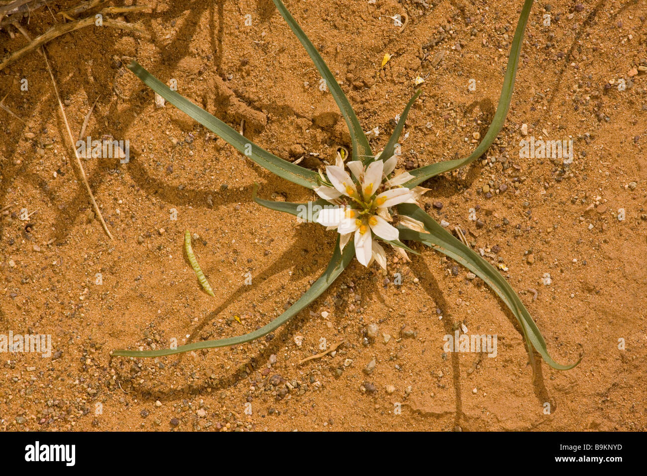 A lily Androcymbium wyssianum in the Moroccan Sahara Desert after very wet winter spring 2009 Morocco Stock Photo