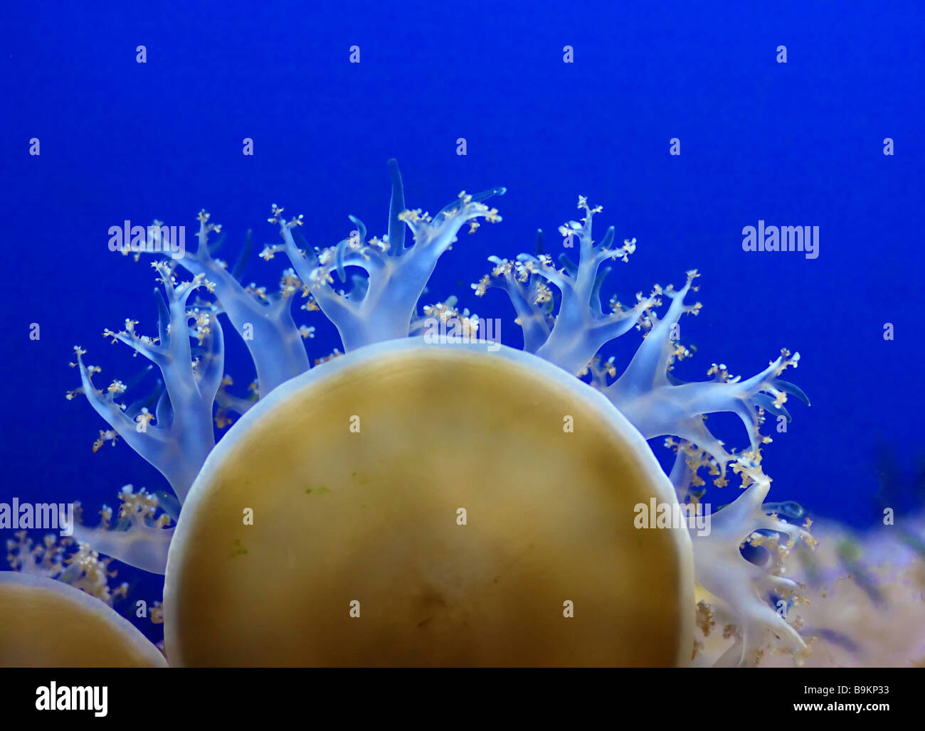 fine image of blue jellyfish ocean life background Stock Photo - Alamy
