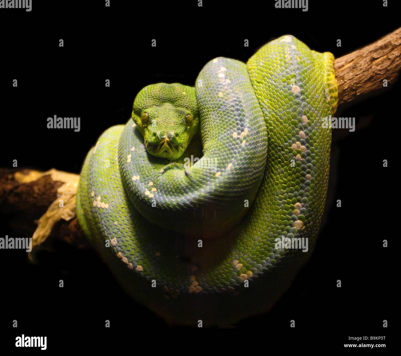 fine close up image of green snake wild animal background Stock Photo