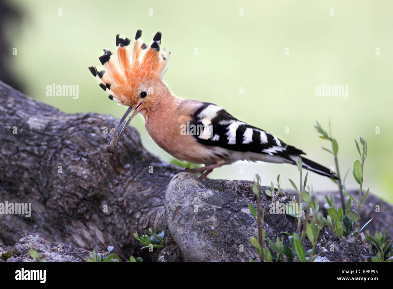 Hoopoe (Upupa epops) perched on branch with a caterpillar in its beak. Stock Photo