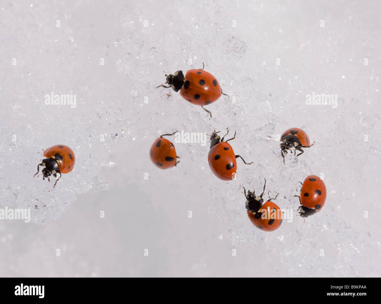 7-spot ladybirds Coccinella septempunctata gathered en masse in the snow at 2000 metres in the Middle Atlas Mountains Morocco Stock Photo
