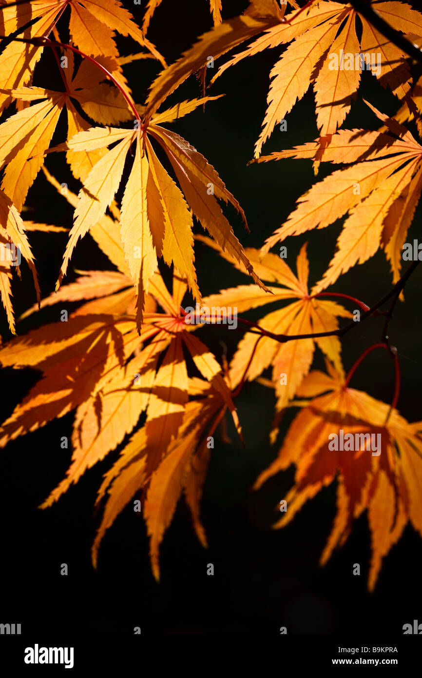 Acer palmatum 'Elegans' autumn colour Stock Photo