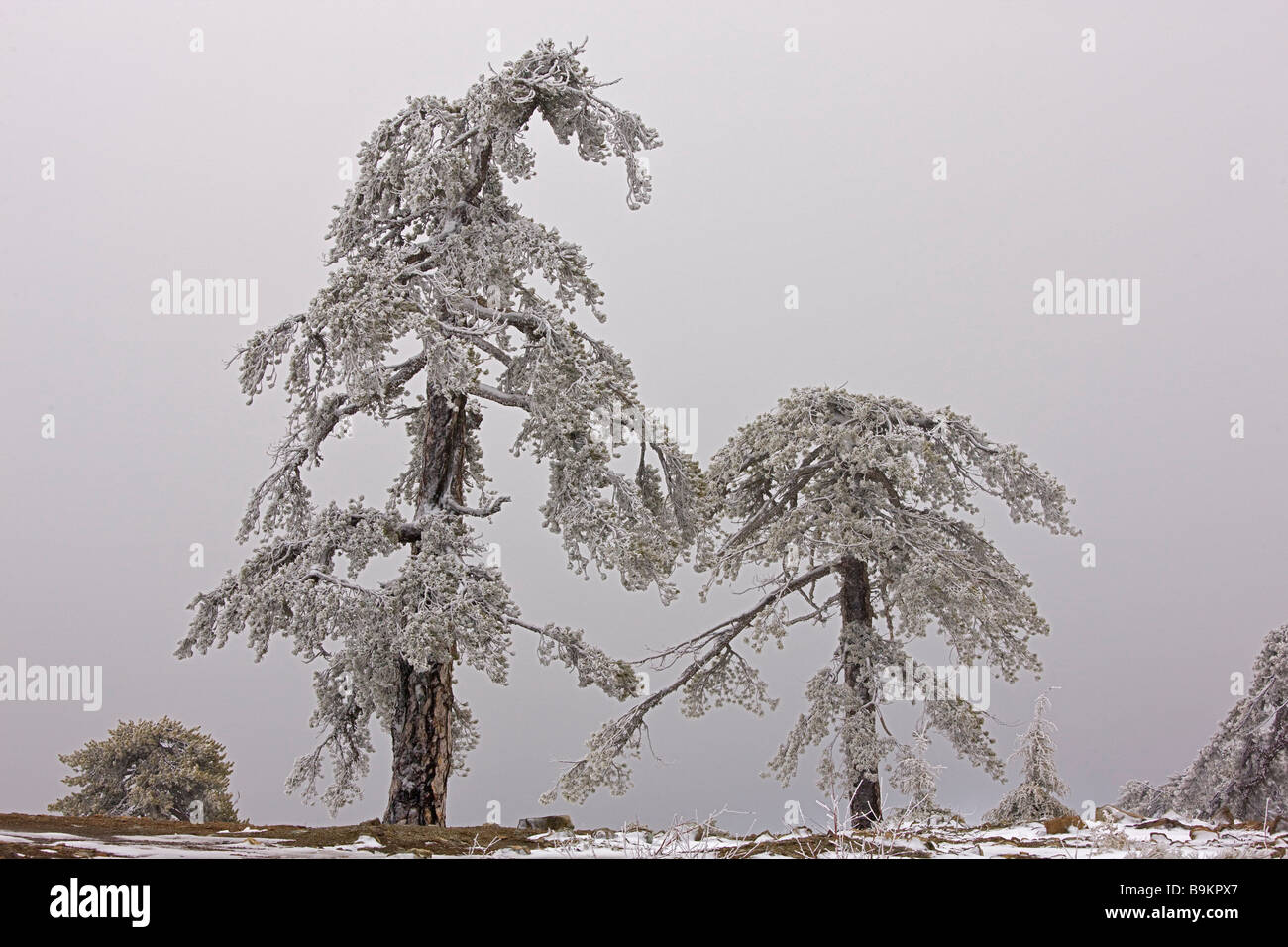 Ancient Black Pine forest Pinus nigra ssp pallasiana in snow and freezing fog high in the Troodos Mountains Greek Cyprus south Stock Photo