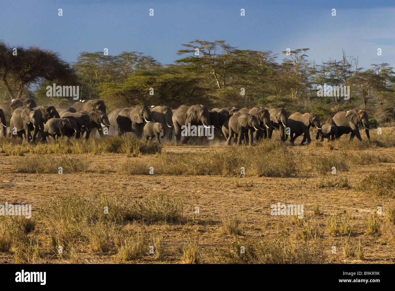 Herd of Elephants Stock Photo