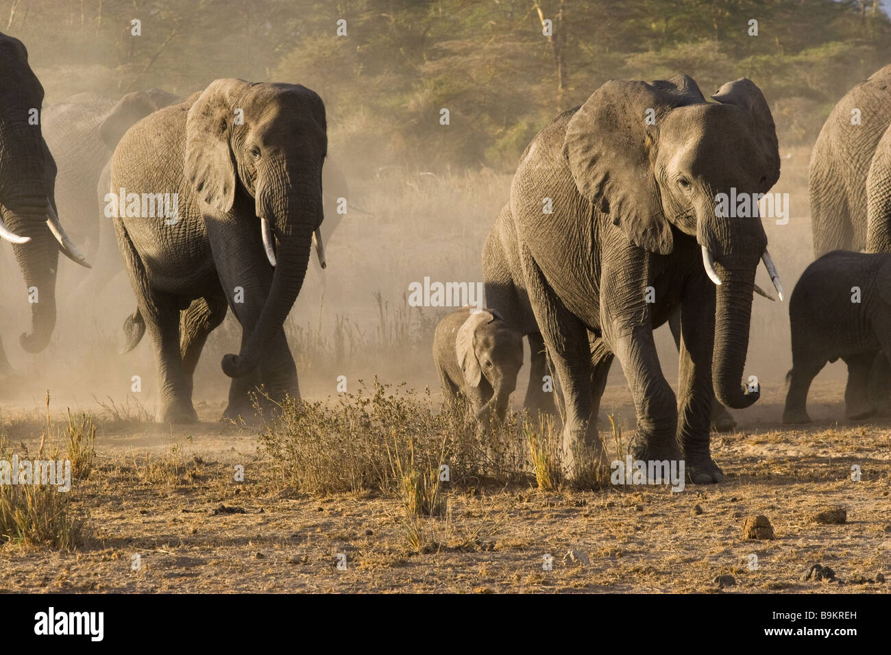 Elephant Stampede