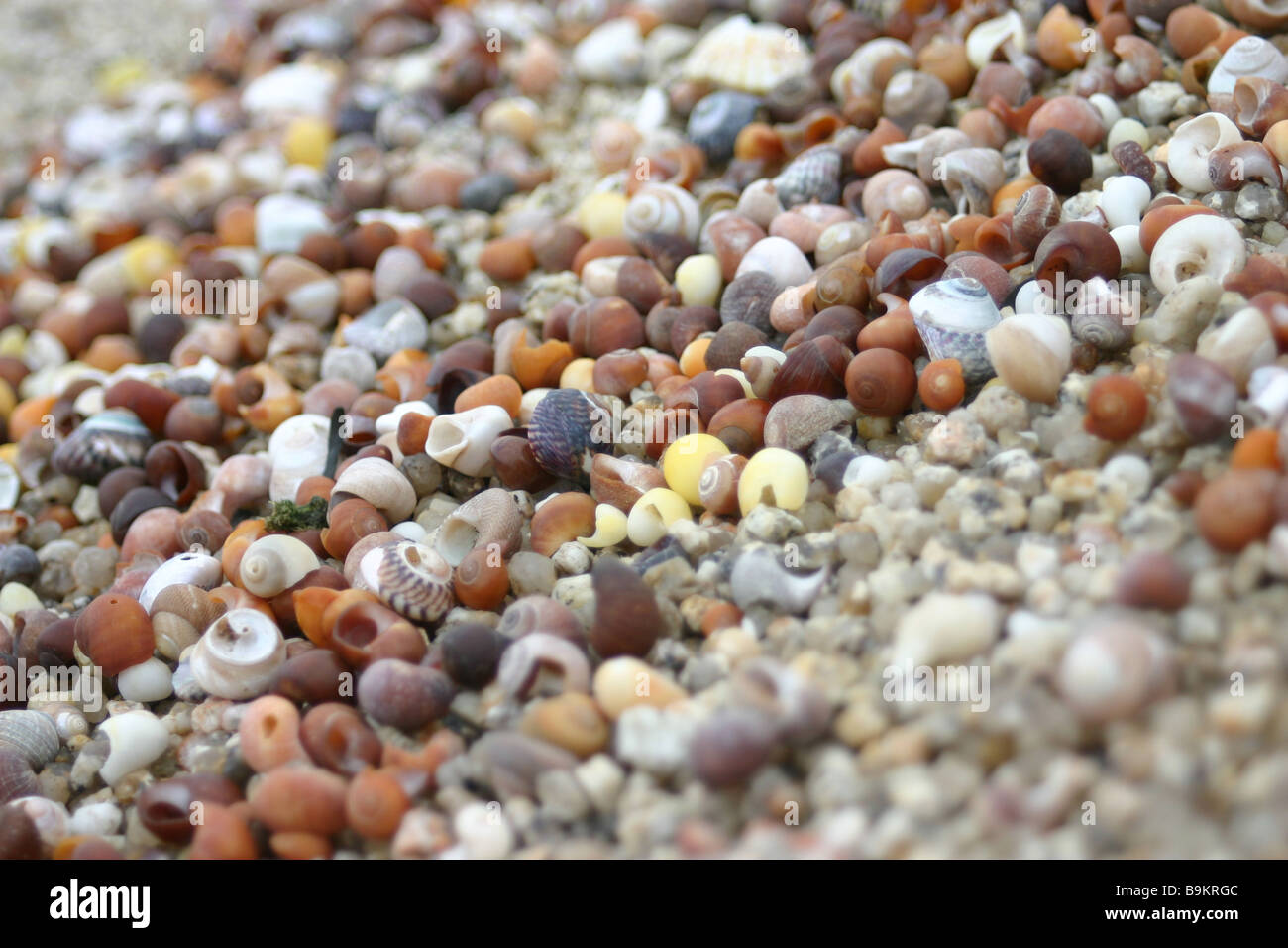 Shells on Porth Hellick Beach Stock Photo