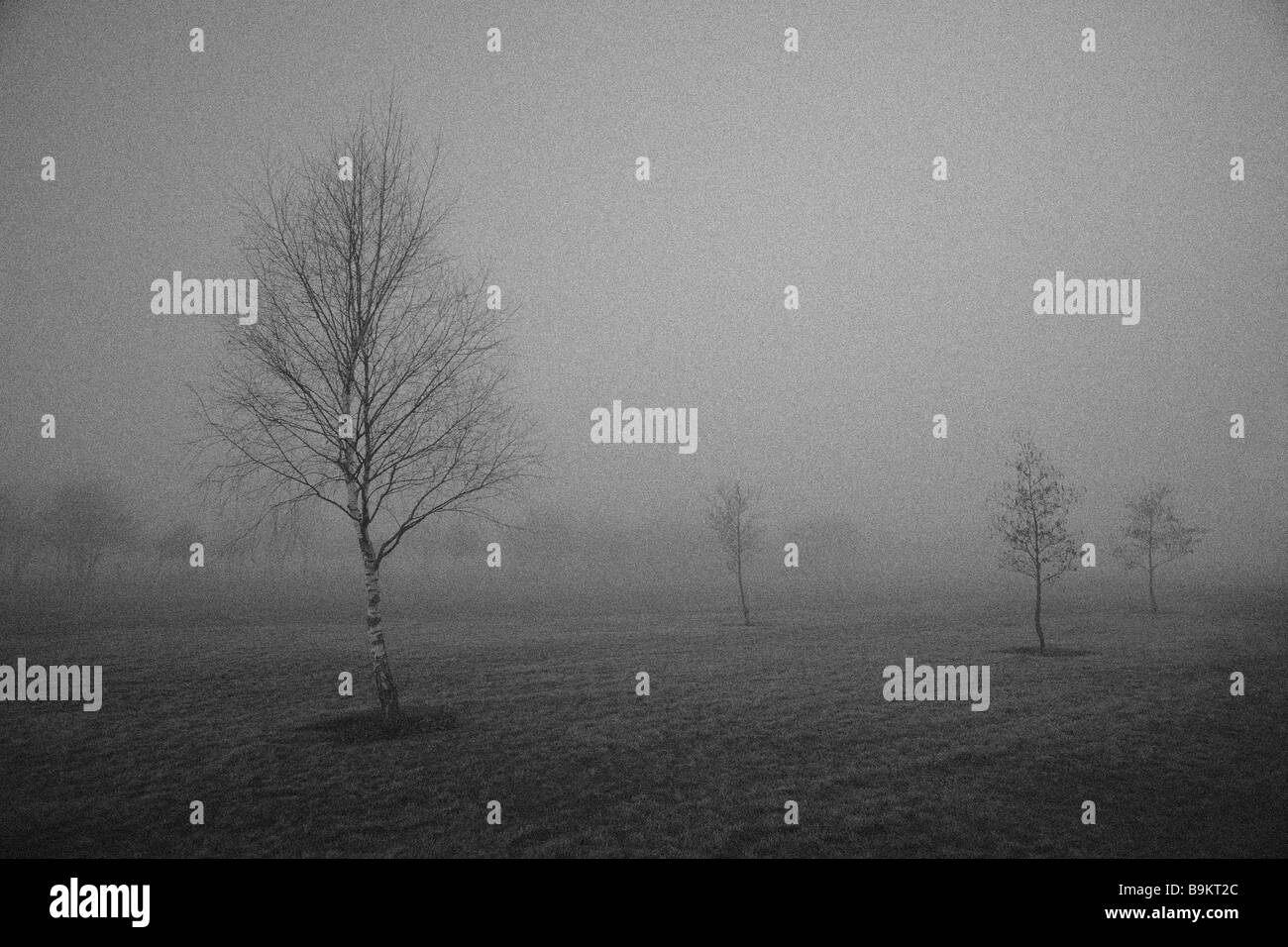 Silver Birch tree in Winter fog and other trees in the background Stock Photo