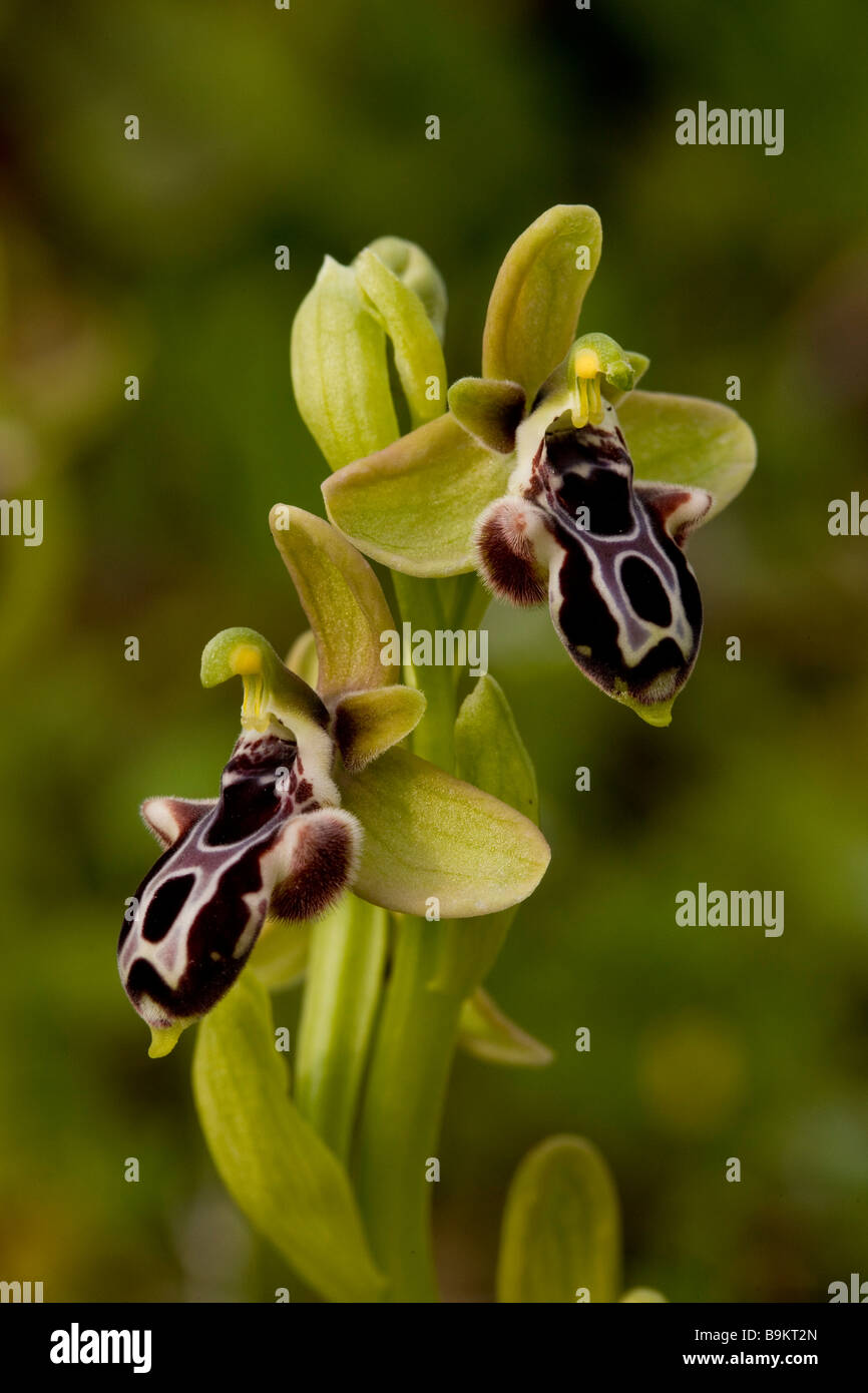 Kotschy's Orchid Ophrys kotschyi a cypriot endemic Greek Cyprus south Stock Photo