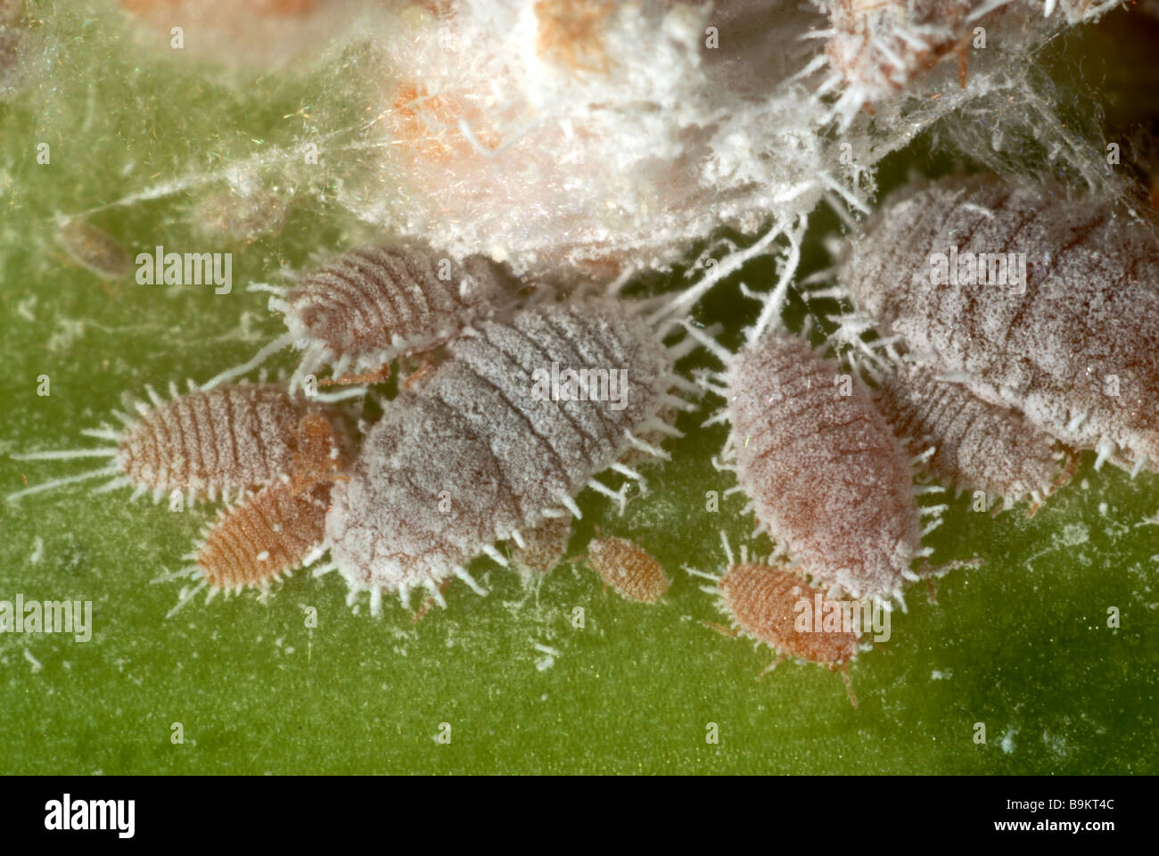 Glasshouse mealybugs Pseudocococcus affinis on ornamental house plant leaf Clivia miniata Stock Photo
