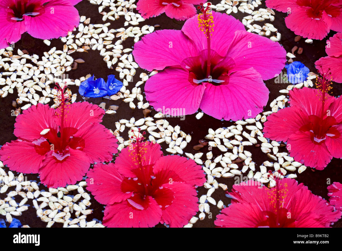 Discount  60  Off  Hotel Hibiscus Inn India Hotel Near Bronx