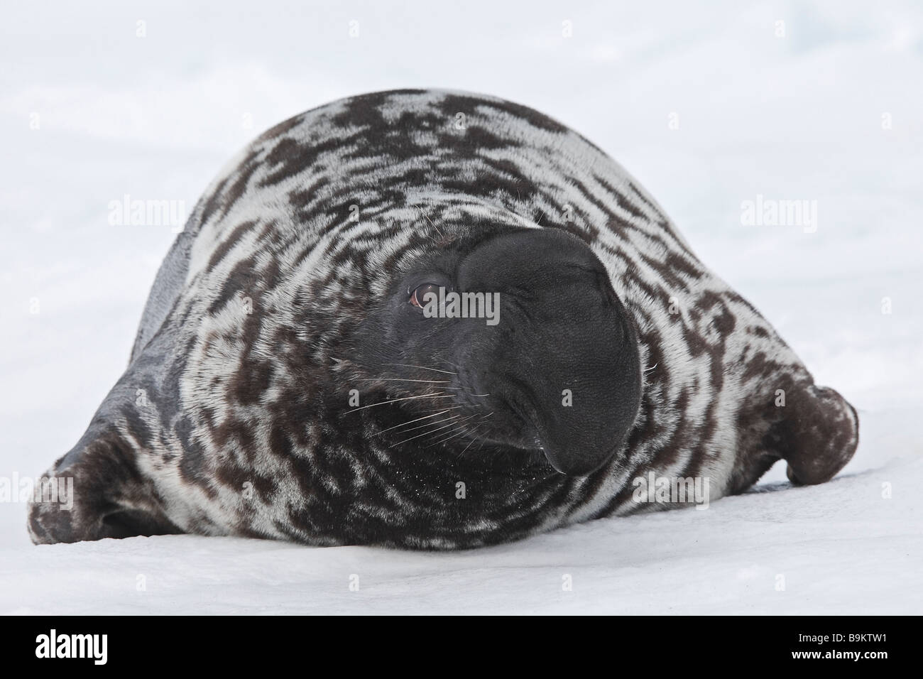 Hooded Seal (Cystophora cristata), male on ice Stock Photo