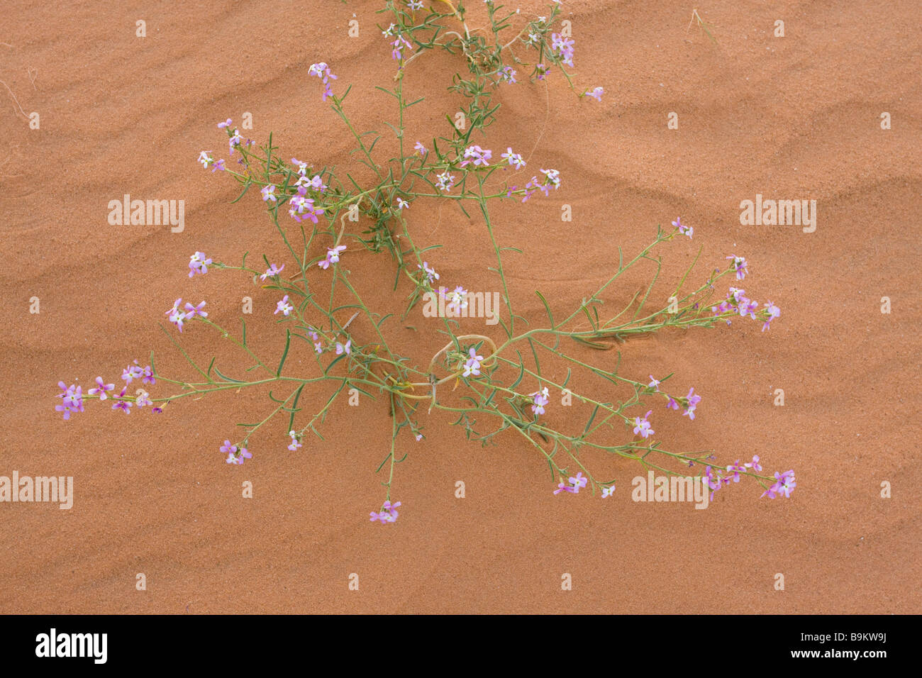 Pink crucifer Pseuderucaria teretifolia in the dunes, Moroccan Sahara Desert after very wet winter spring 2009 Morocco Stock Photo