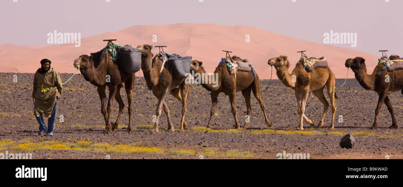 Camel train berber camel herder with his camels near Merzouga Moroccan Sahara Desert after very wet winter spring 2009 Morocco Stock Photo