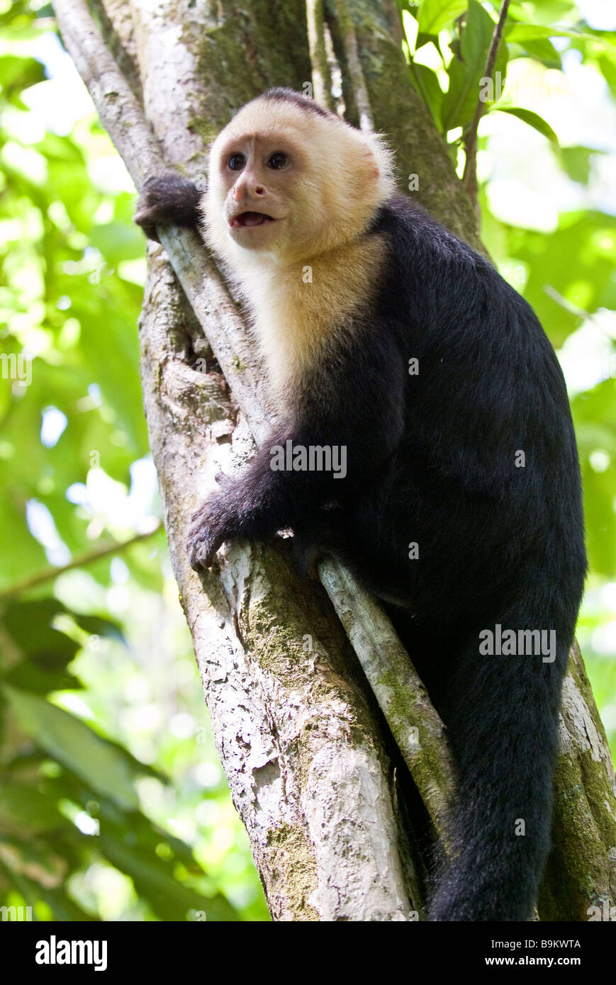 The White Faced or Capuchin Monkey of Costa Rica in a tree, Manuel Antonio National Park, Costa Rica Stock Photo