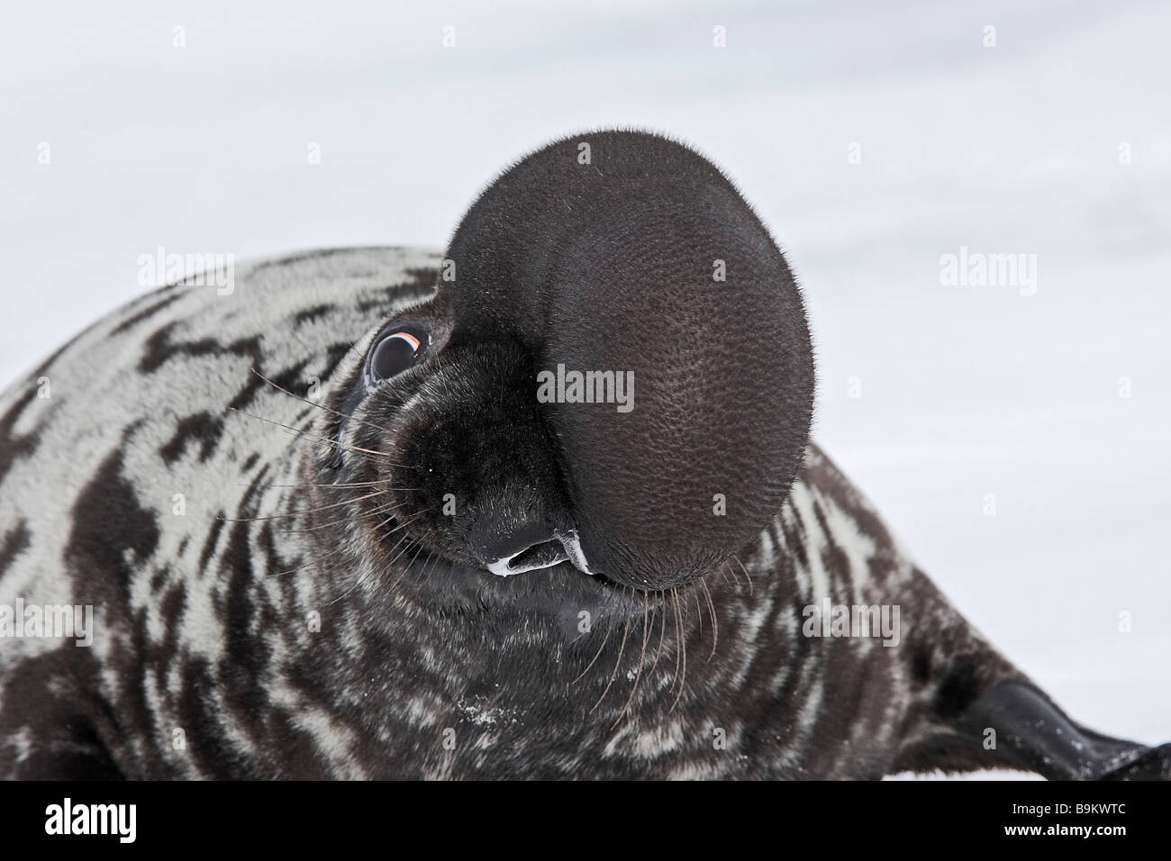 Hooded Seal (Cystophora cristata), male with blown up bulge Stock Photo