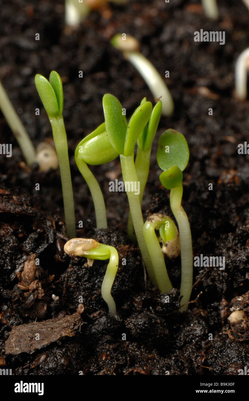 Red clover Trifolium pratense seedling plants cotyledons only Stock Photo