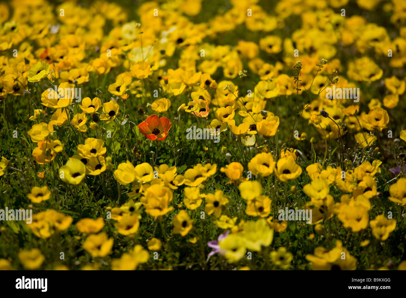 Wonderful field full of Turban Buttercups Ranunculus asiaticus on Akrotiri Peninsula Greek Cyprus south Stock Photo