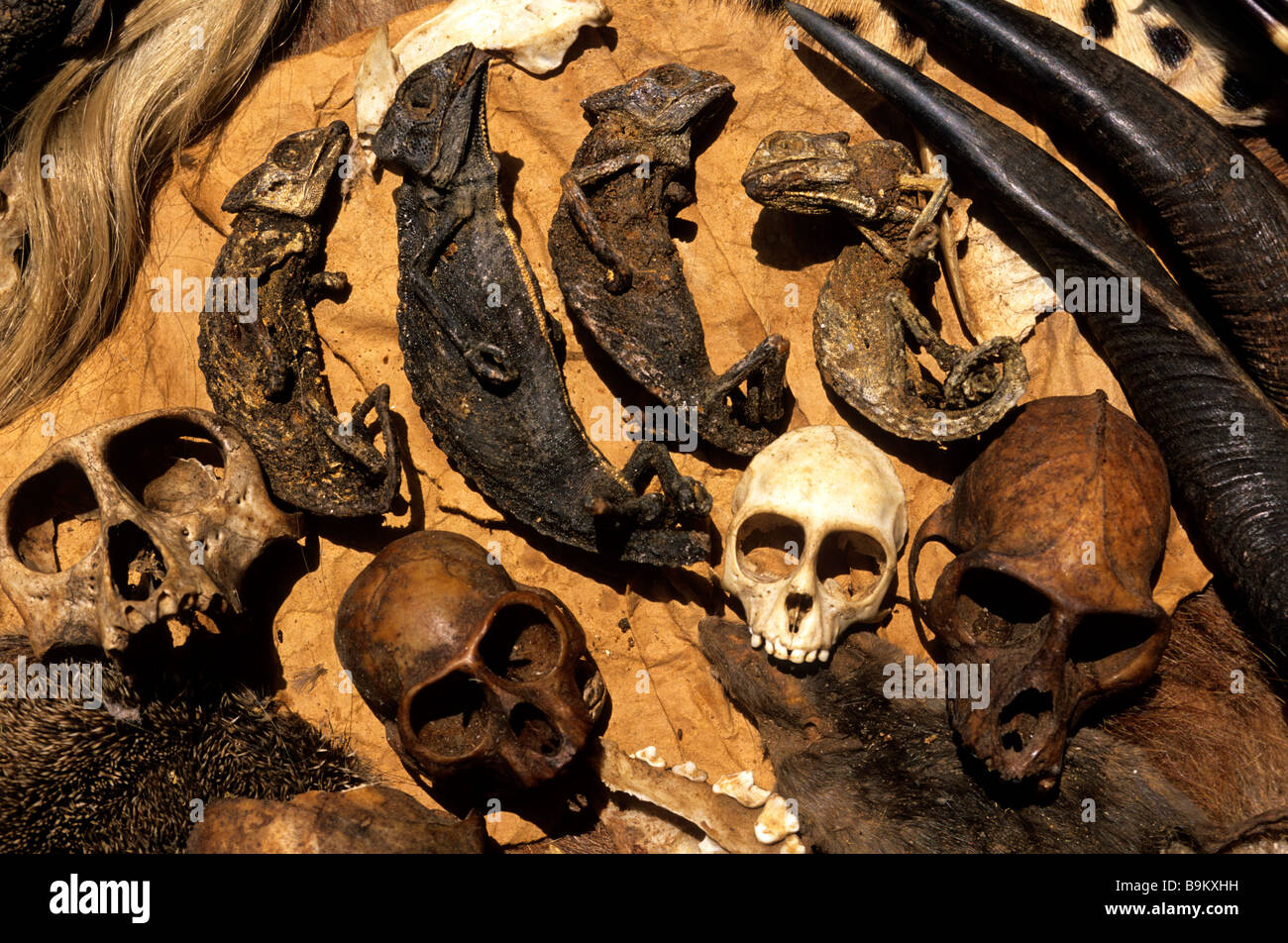 Benin, Atlantic County, Cotonou, monkey skulls, dried chameleons and leopard skins sold on market to make amulets during Voodoo Stock Photo