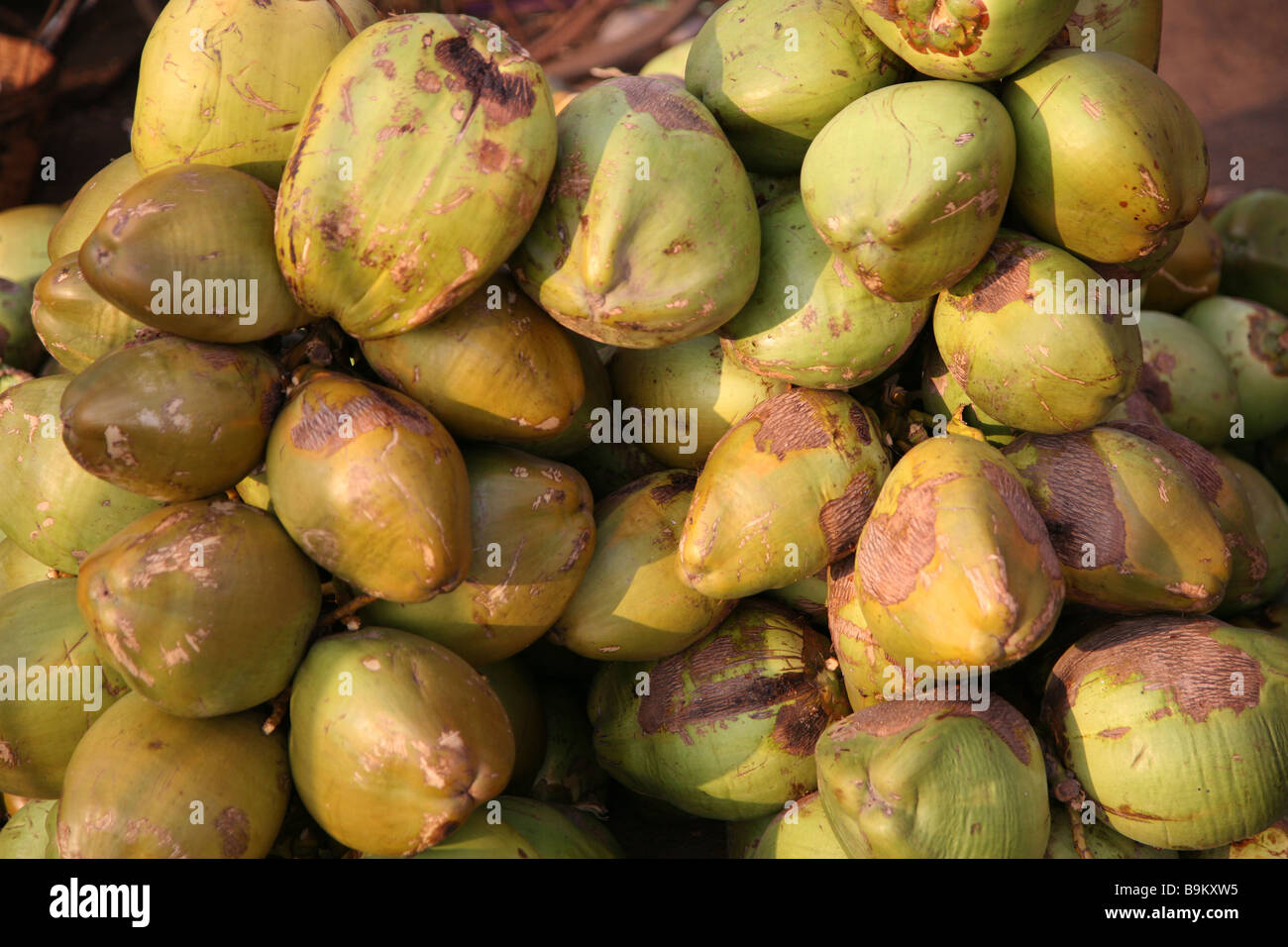 A pile of green coconuts in the town of Mobor in Goa, India Stock Photo Alamy