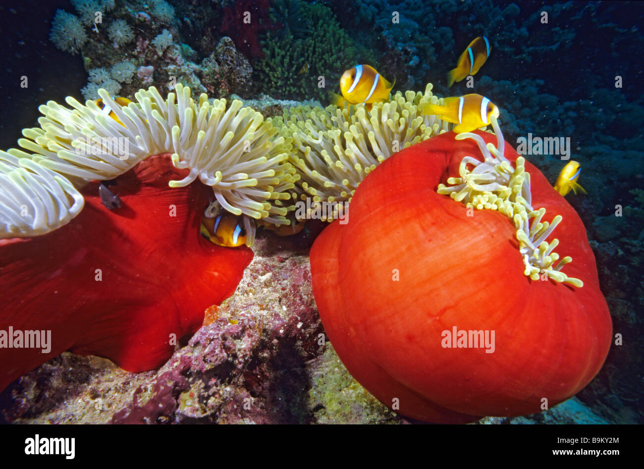 Egypt, Red Sea, sea anemones and clownfishes Stock Photo