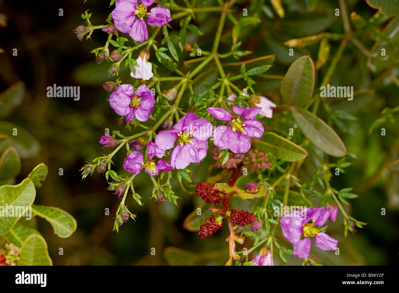Fagonia Fagonia cretica in flower Greek Cyprus south Stock Photo
