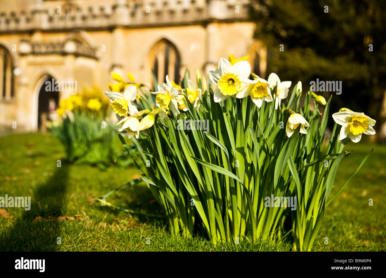 A clump of daffodils growing in front of St Lawrence's Church in Hungerford Berkshire England UK on a sunny spring day Stock Photo