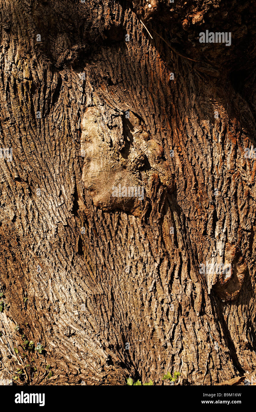 Bark Stock Photo