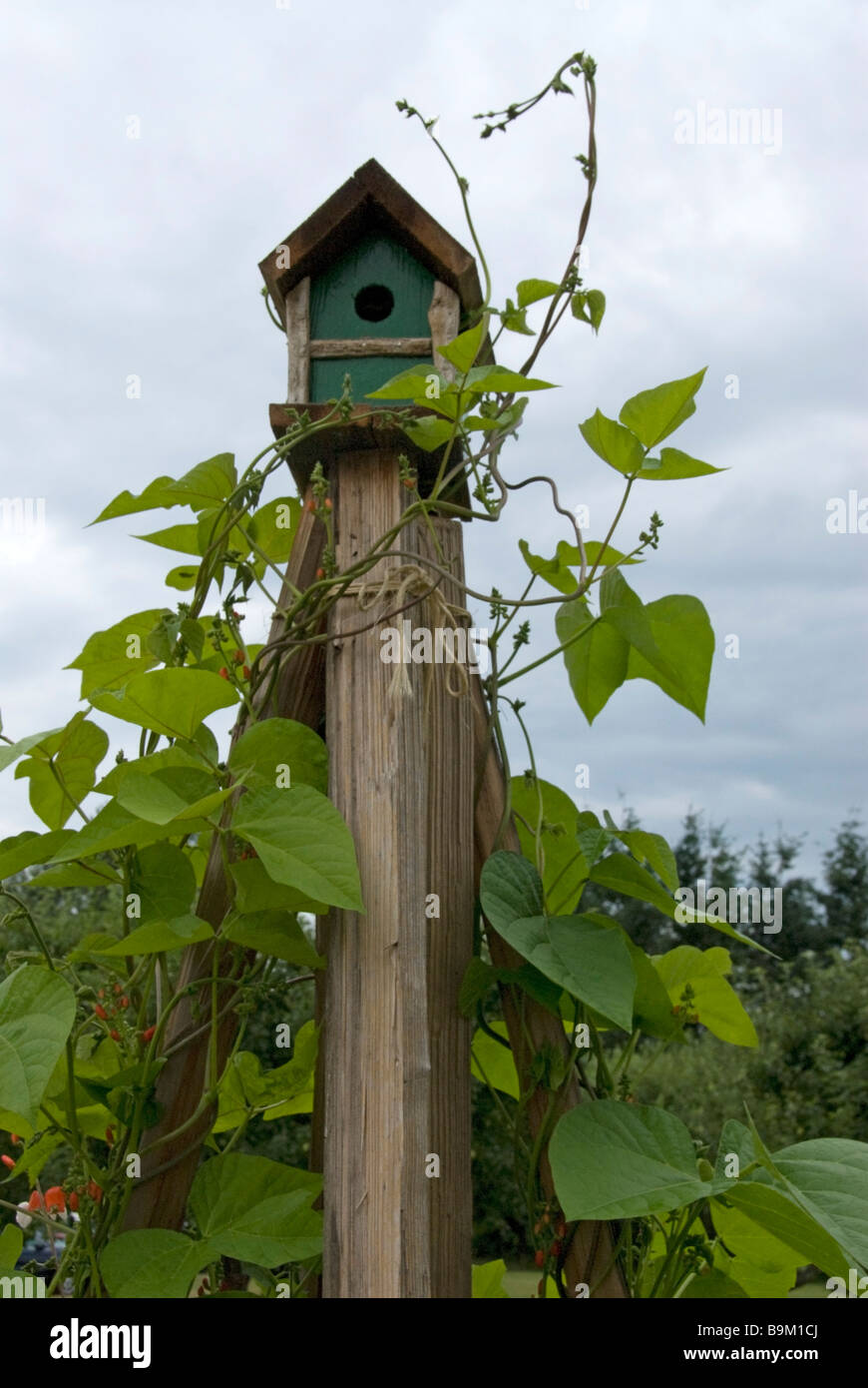 Bird house on the top of a garden stake with vines growing around it