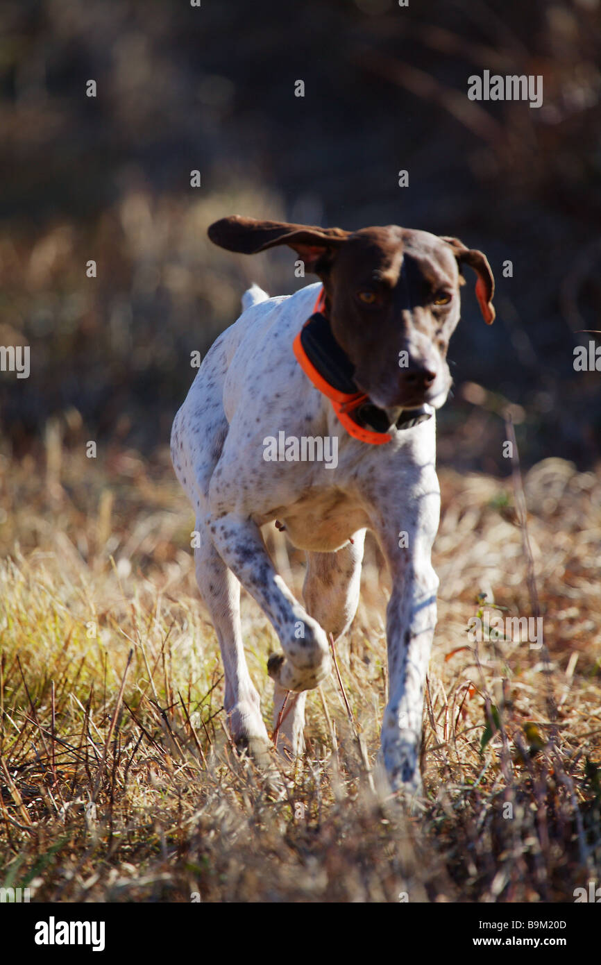 A Bird Dog German Short Haired Pointer Works An Open Field In