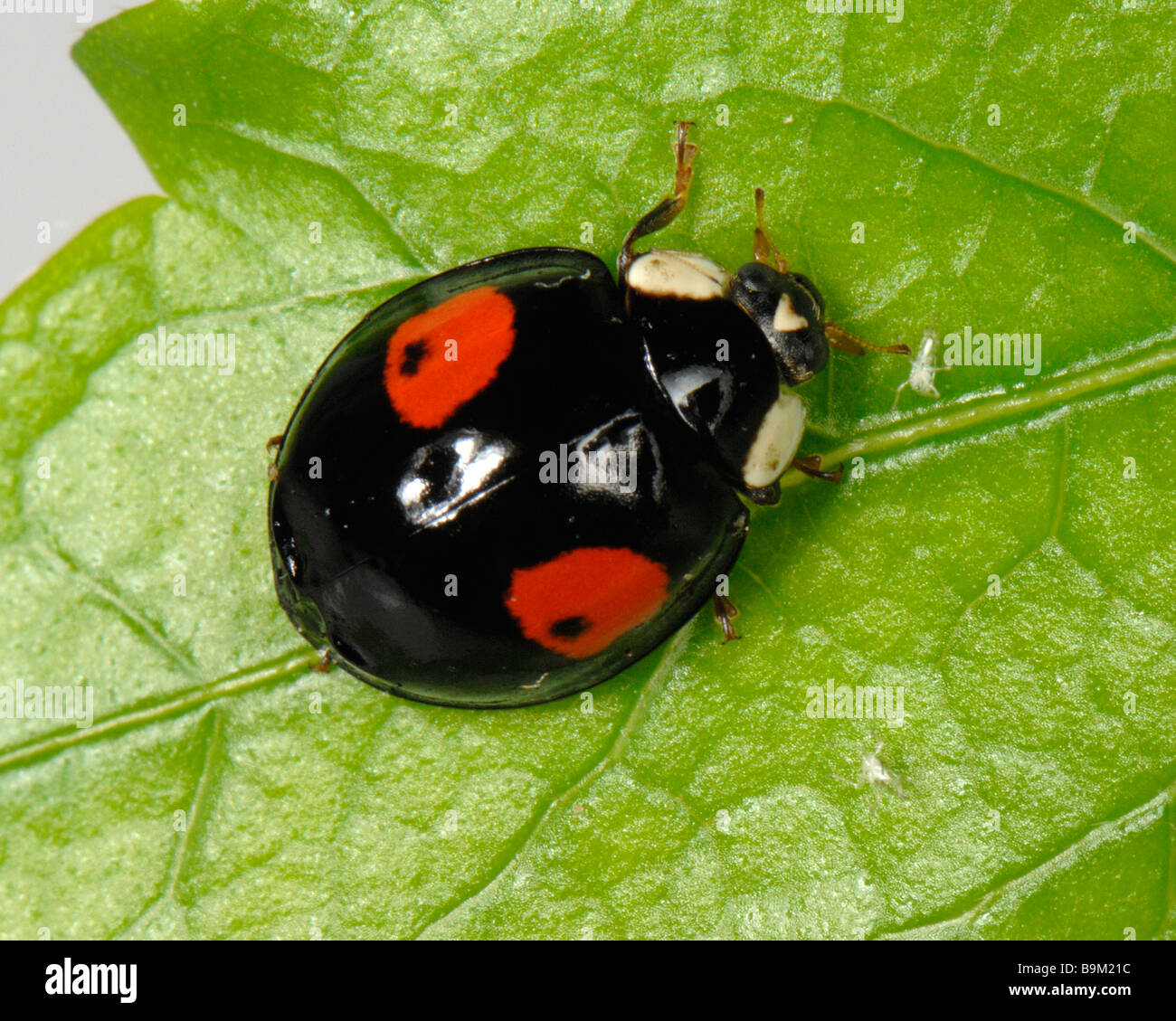 Harlequin ladybird Harmonia axyridis black colour variation with two red spots Stock Photo