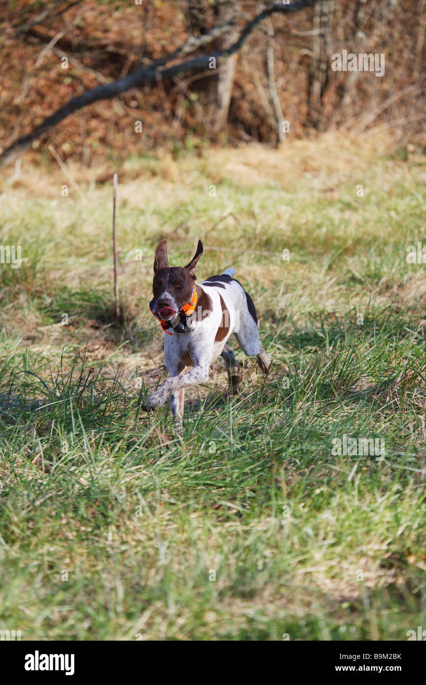 A Bird Dog German Short Haired Pointer Works An Open Field In