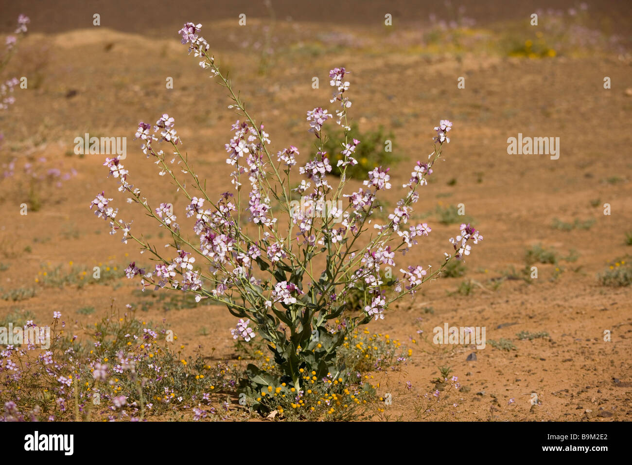 A violet cabbage Moricandia arvensis in the Moroccan Sahara Desert after very wet winter spring 2009 Morocco Stock Photo