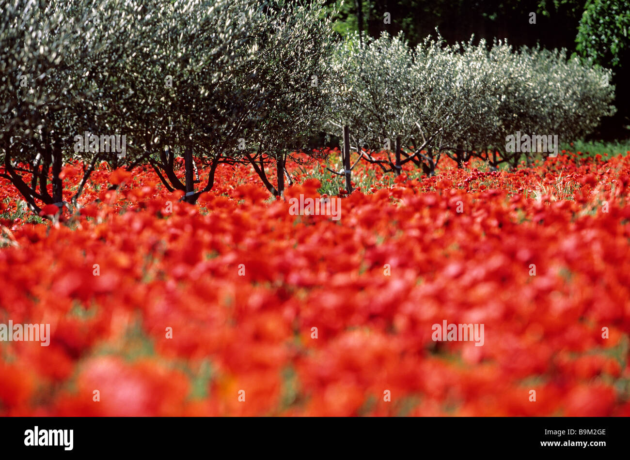 France, Bouches du Rhone, Alpilles Massif, poppies and olive trees near