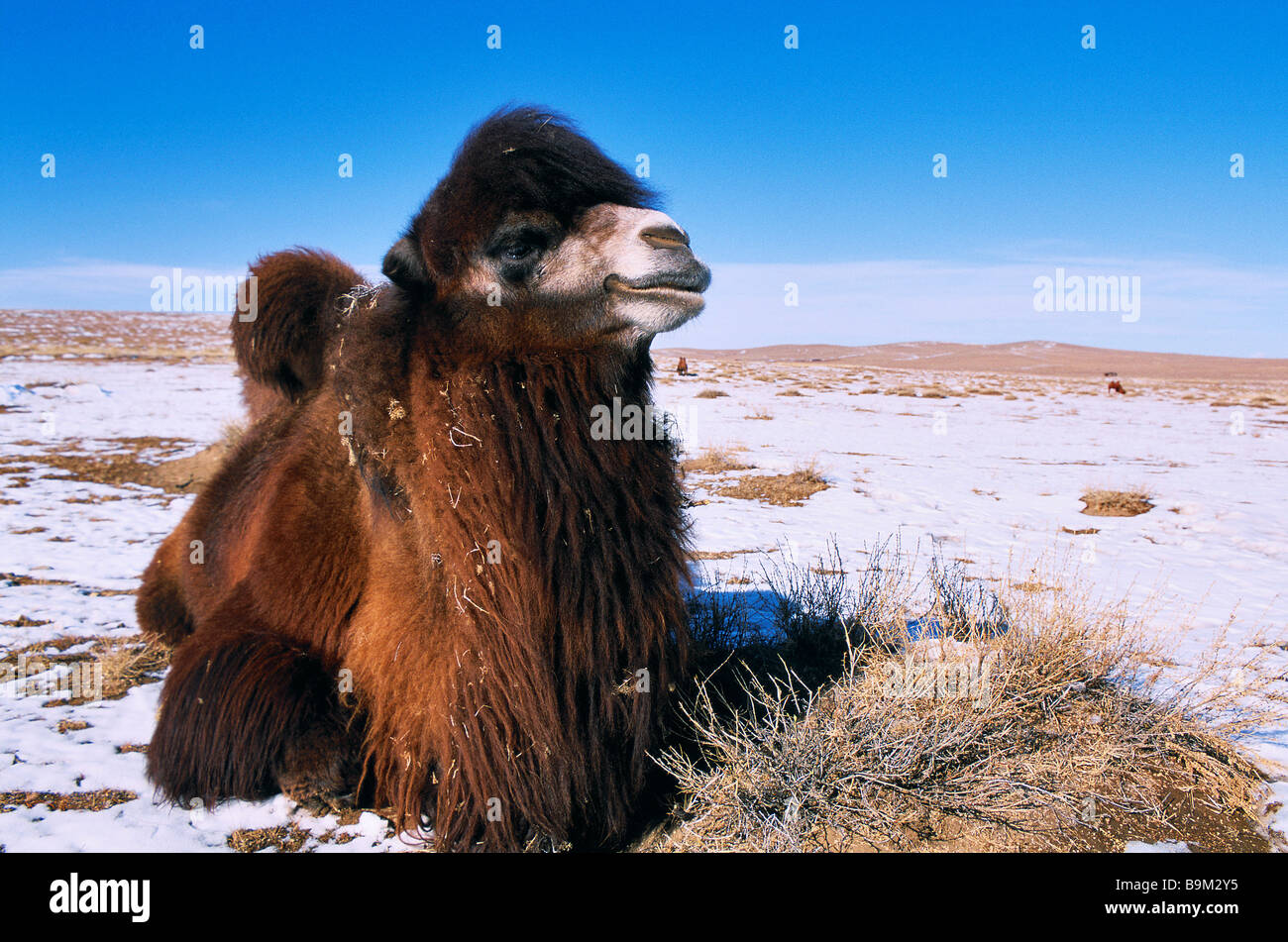 Mongolia, Omnogov Province, Gobi Desert in Winter, Bactrian Camel Stock ...