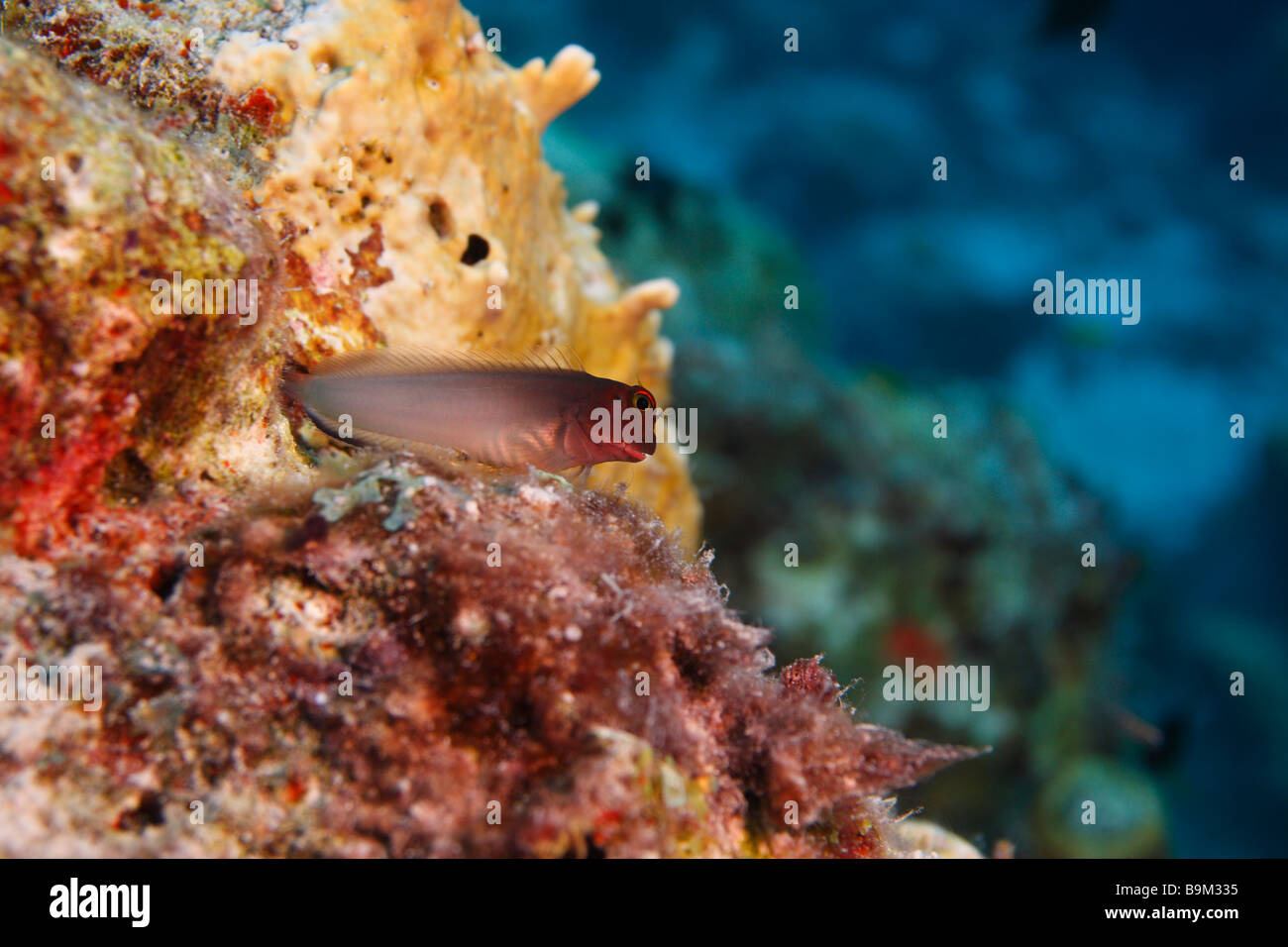 Redlip Blenny Ophioblennius macclurei perched on coral reef Bonaire Netherlands Antilles Stock Photo