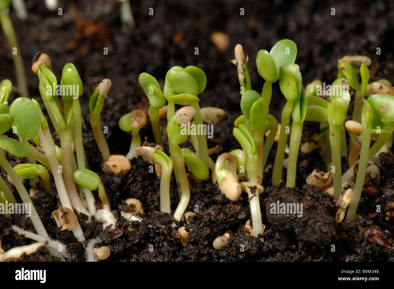 Red clover Trifolium pratense seedling plants cotyledons only Stock Photo