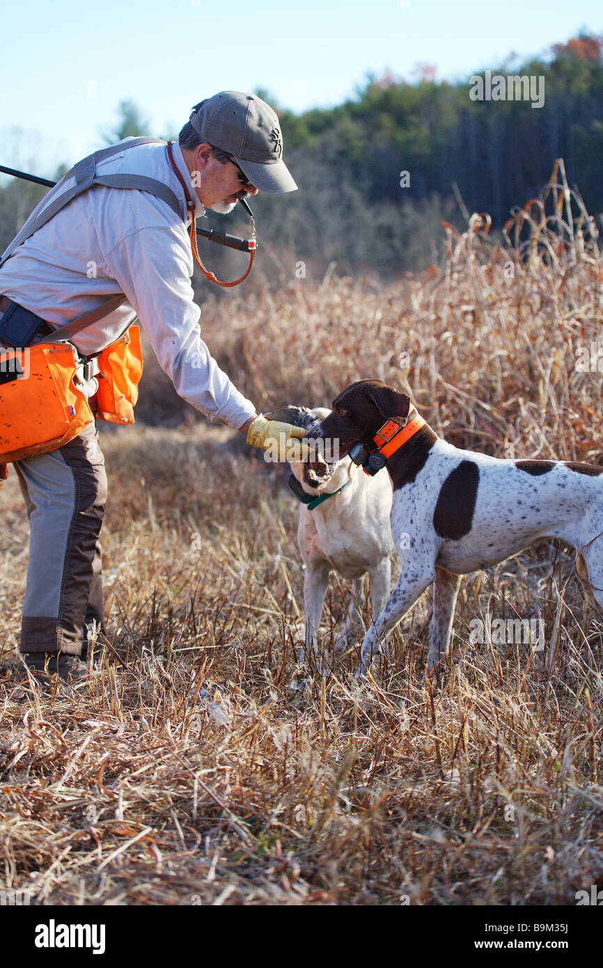 Hunting Dogs Lab And German Short Haired Pointer Return A Game