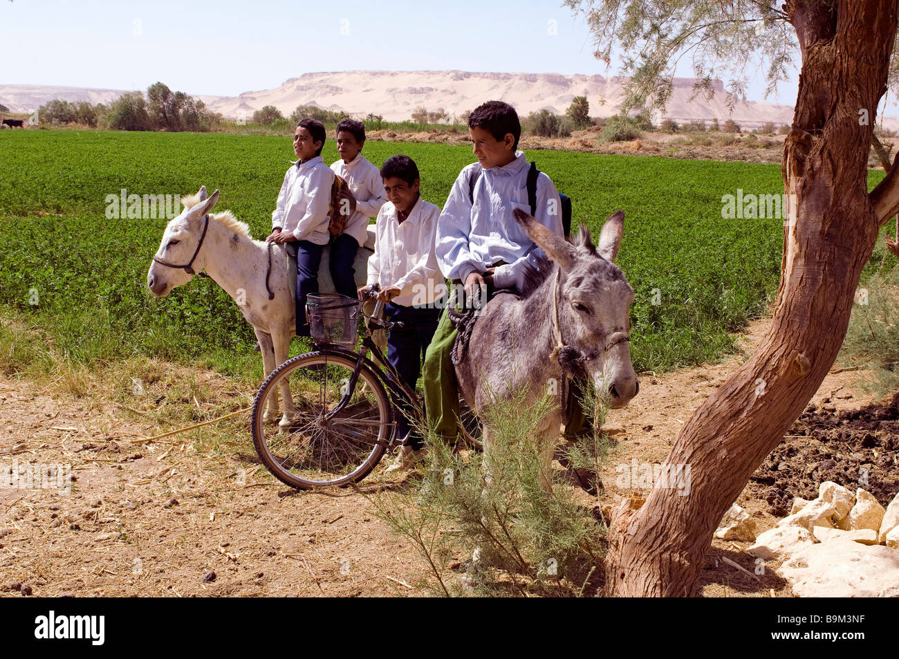 Egypt, Libyan Desert, Abu Mungar Oasis in North Farafra, back from school on a donkey Stock Photo