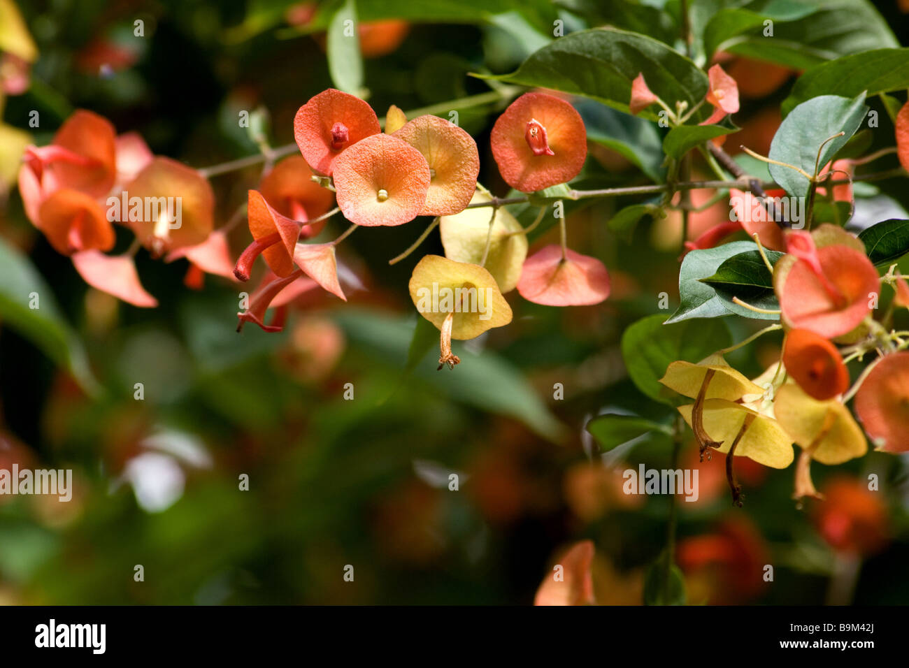 Chinese hat plant in bloom Stock Photo