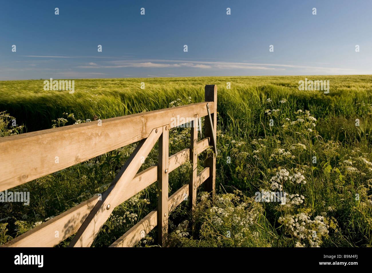 A wooden gate, open and leading into a field of wafting, unripened crops. Stock Photo