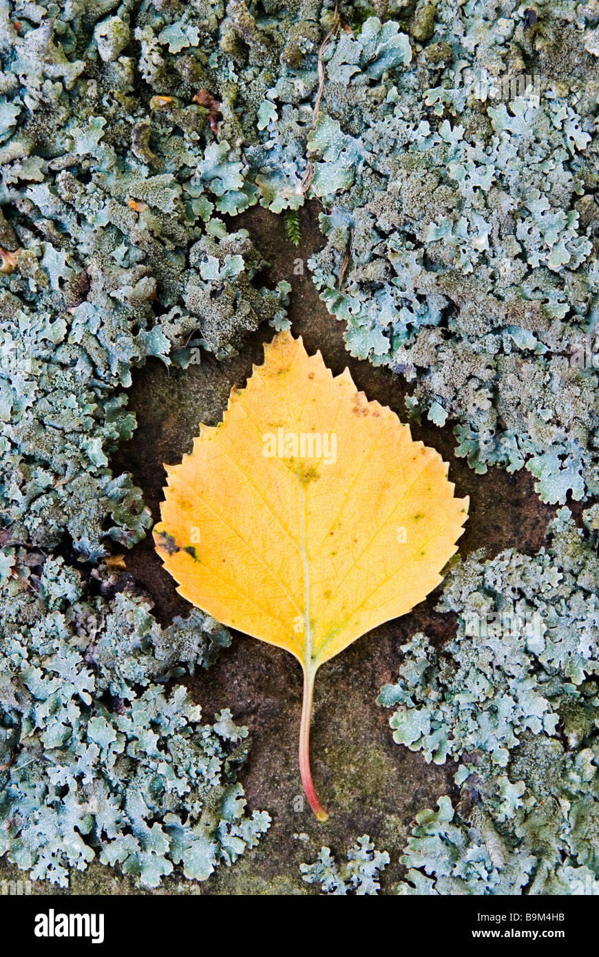 Silver Birch Leaf Sitting On Lush Green Moss In Autumn Stock Photo Alamy Silver Birch Leaf Sitting On Lush Green Moss In Autumn Stock Photo Alamy
