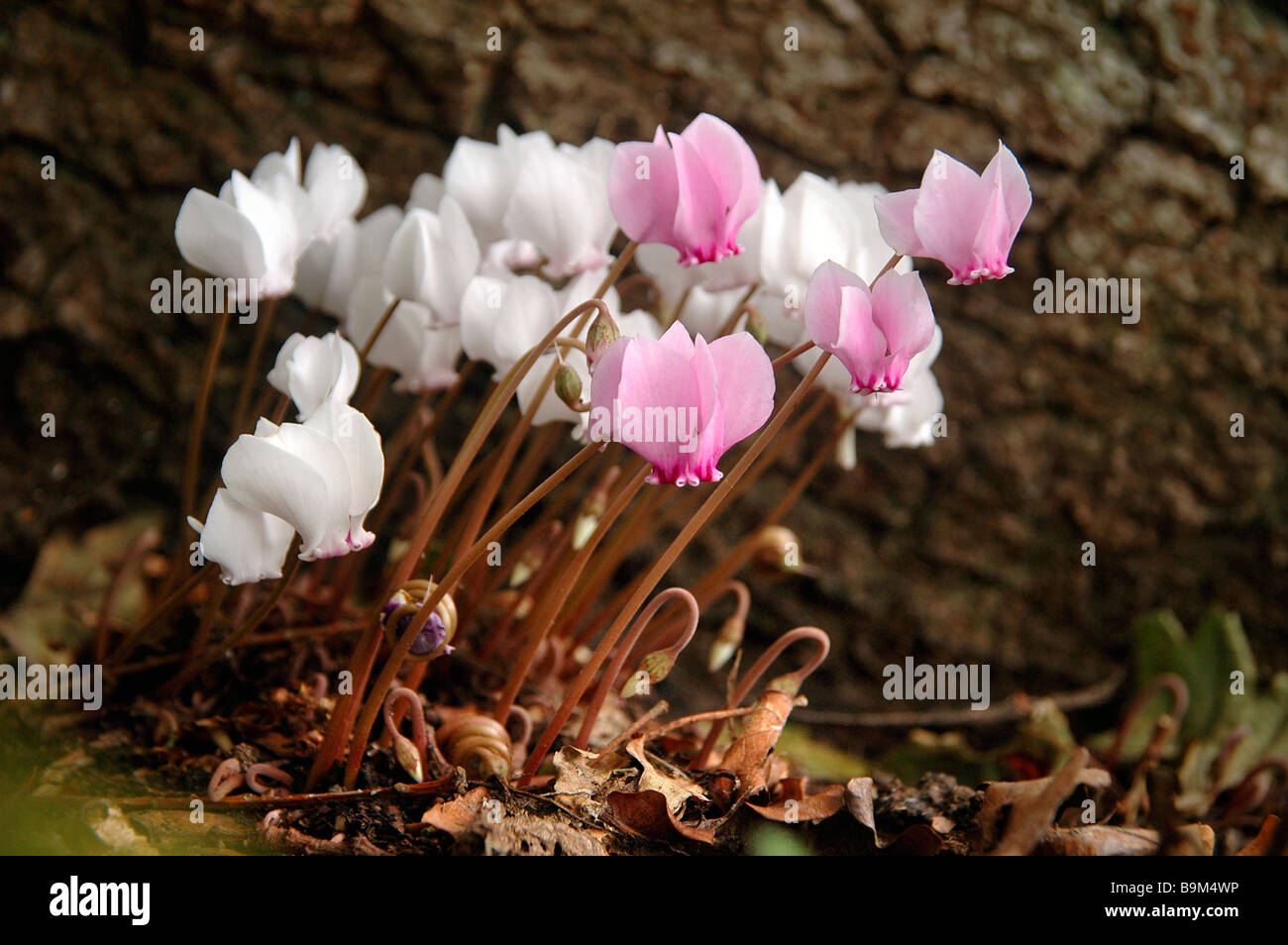 Flowering pink and white Cyclamen at the base of a tree. Stock Photo