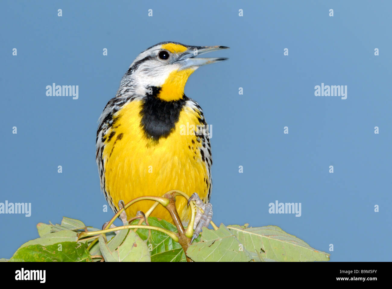 Male Eastern Meadowlark, Sturnella magna. Kansas, USA Stock Photo Alamy
