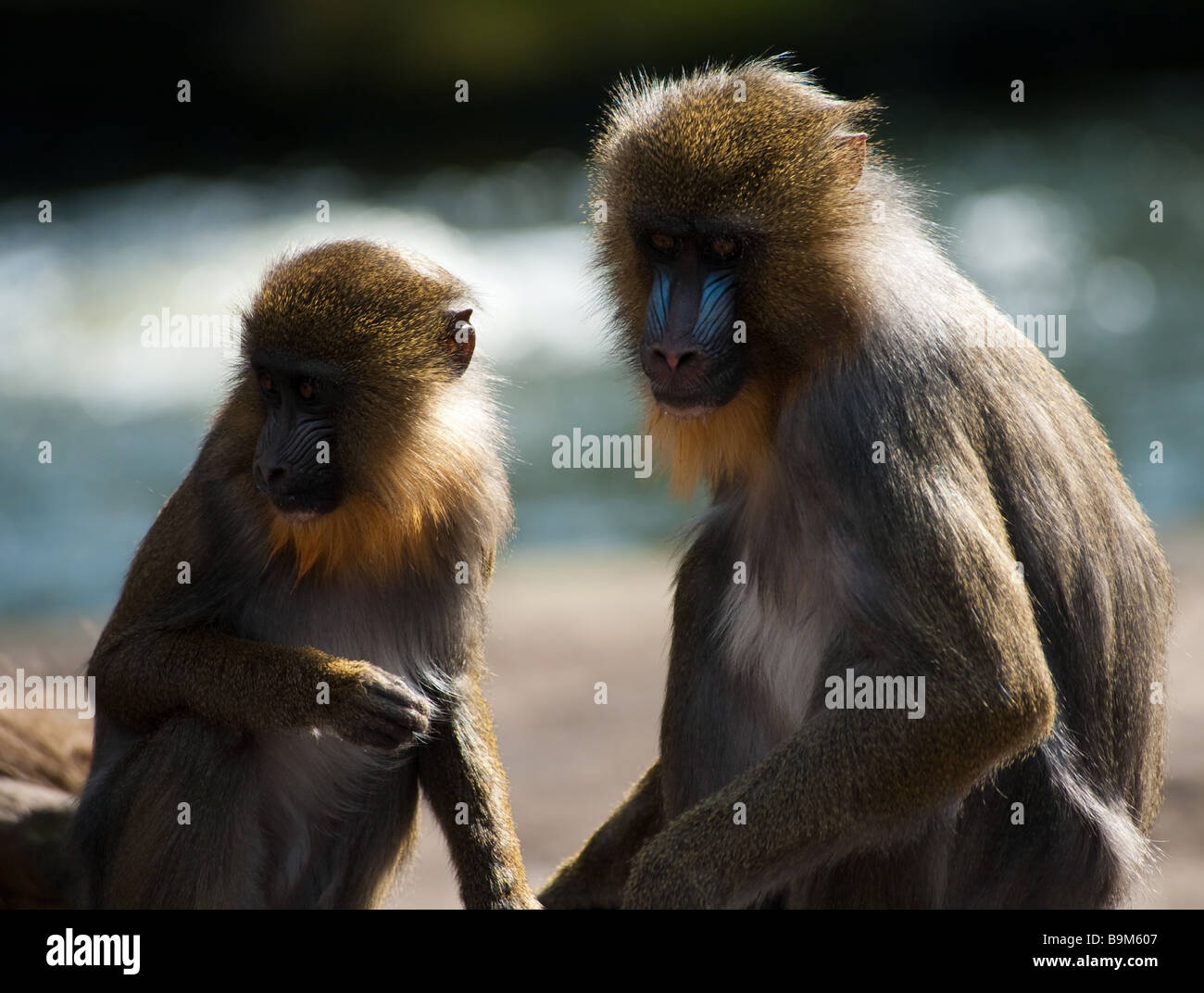 close up of colorful mandrills Mandrillus sphinx Stock Photo