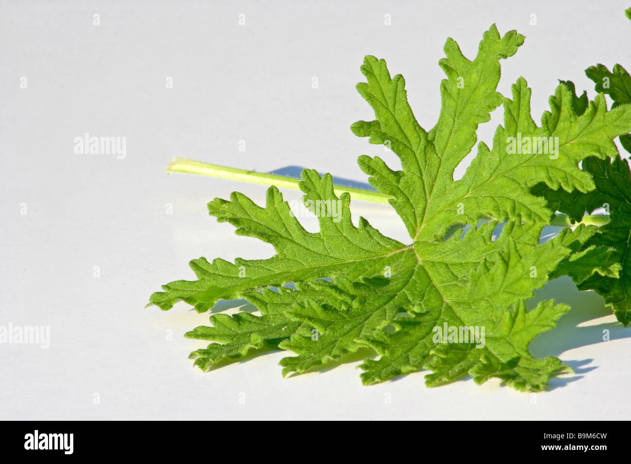 Rose Geranium leaves Stock Photo Alamy