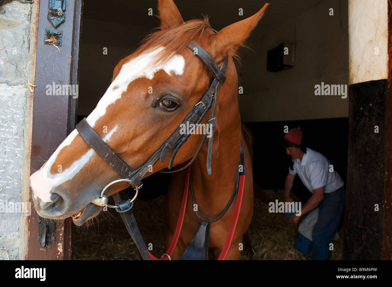 Ireland, County Kildare, Maynooth, Moyglare Stud, horse preparation in