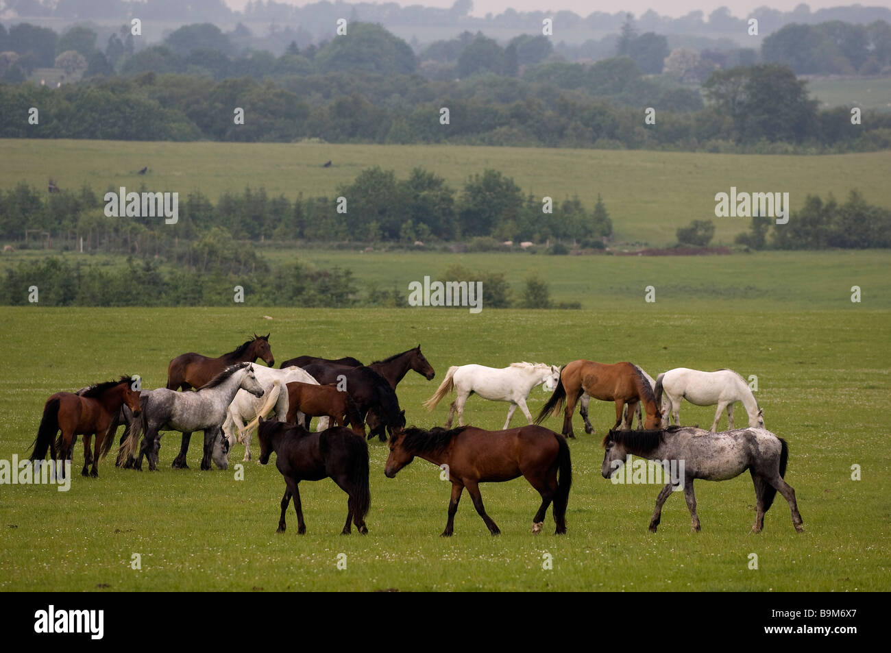 Ireland, County Galway, Galway, horses in a meadow Stock Photo Alamy
