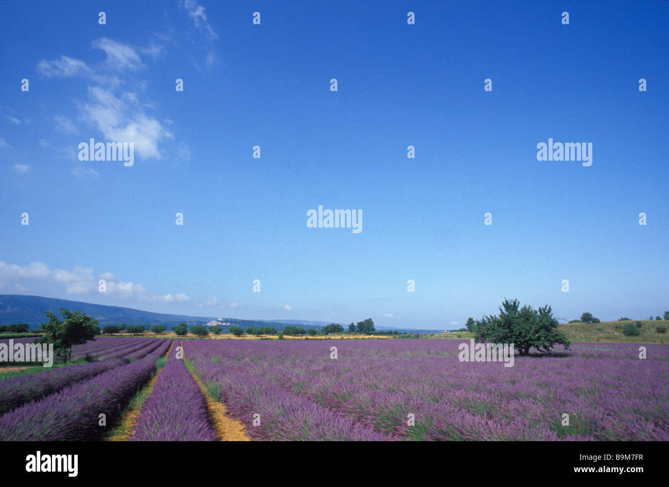 Lavender, near Apt, Provence, France Stock Photo