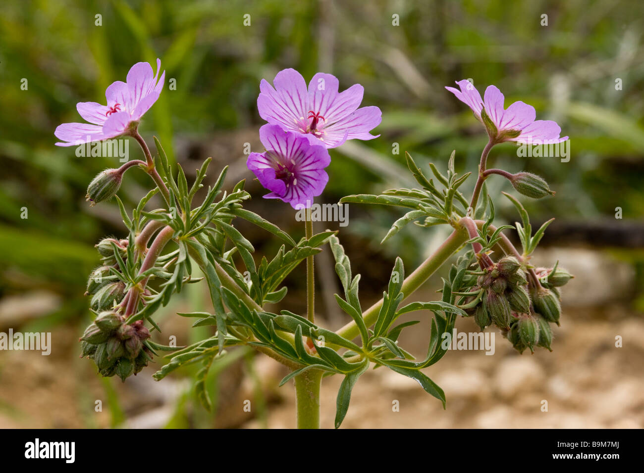 Tuberous Cranesbill Geranium tuberosum in flower Greek Cyprus south Stock Photo