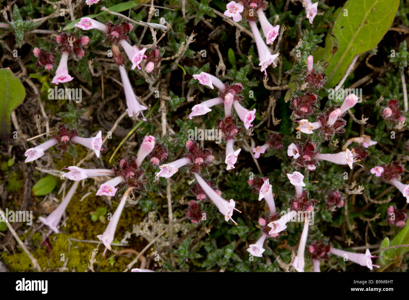 Integer hi-res stock photography and images - Alamy
